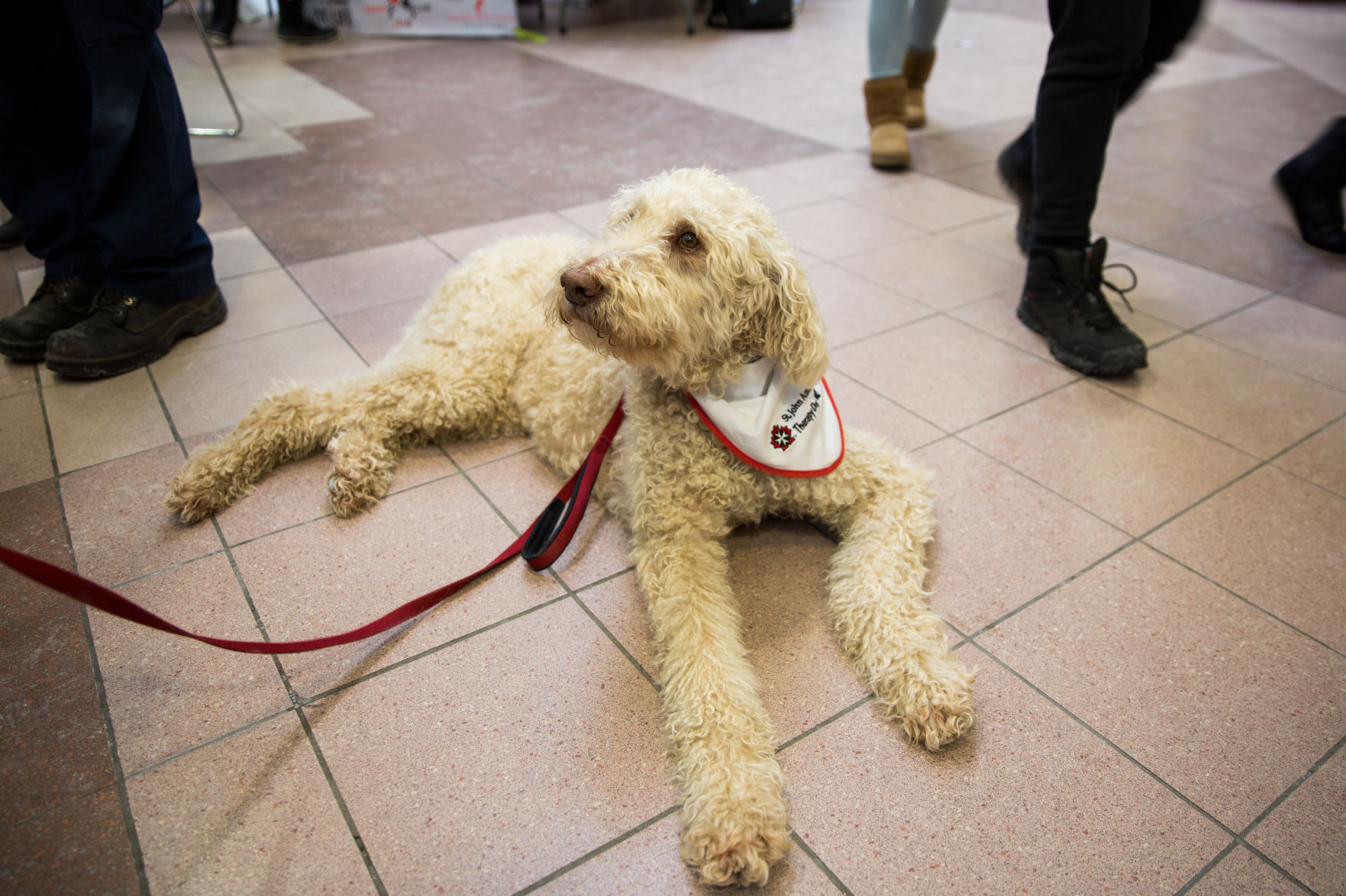 Dogs March 15-16 - Shauna-1.jpg